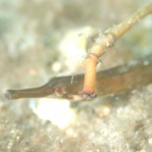 Pipefish