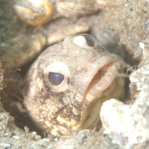 Jawfish