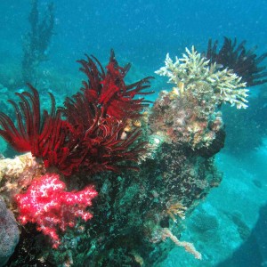 soft_coral_on_wreck