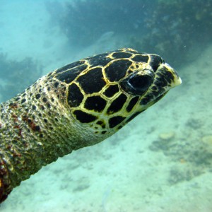 Tioman_261