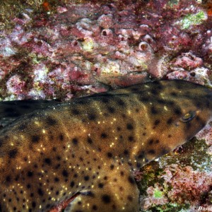 Swell Shark