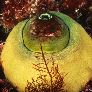 Giant Keyhole Limpet