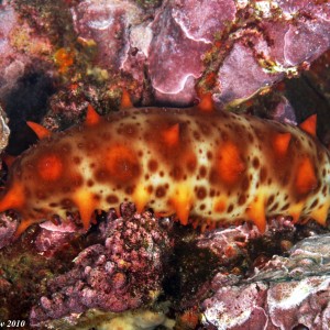 California Sea Cucumber