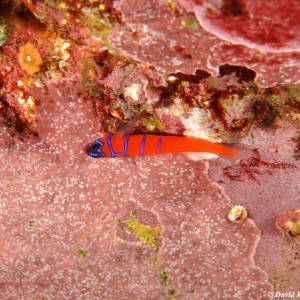 Bluebanded Goby