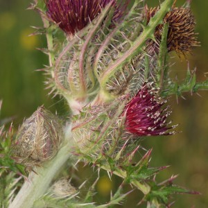 red thistle
