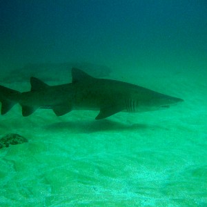 Ragged-tooth Shark (Charcharias taurus)