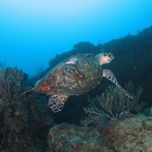 Turtle On Jupiter Reef (05-02-2009)