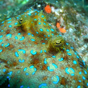 Peacock_Flounder_Saba_2