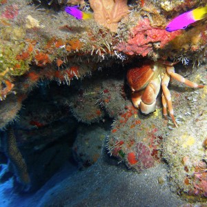 Reefscape_Saba