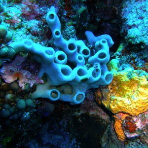 Blue_Sponge_Saba