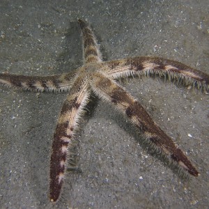 Starfish011