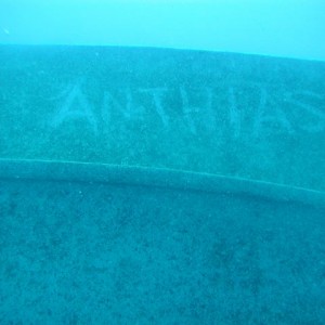 Anthias Divers Tag