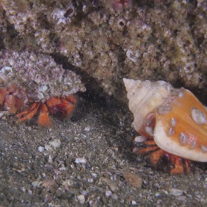 hermit_crabs500