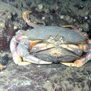 Crab Love