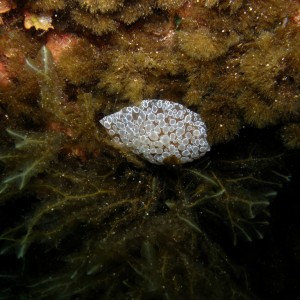 sea snail in St.maria's caves