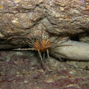 sea urchin in ulysess cave
