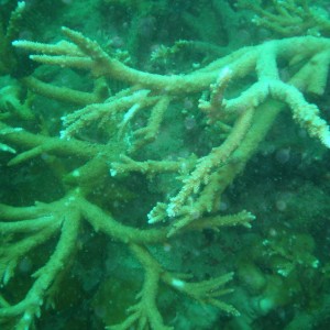 Coral Bleaching in Thailand