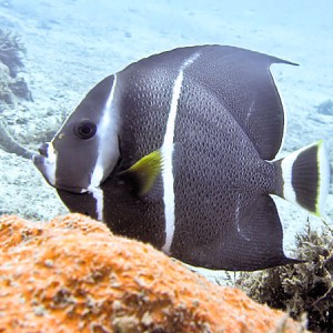 juvenileangelfish1005221