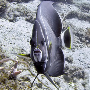 juvenileangelfish1005222