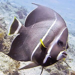 juvenileangelfish1005223