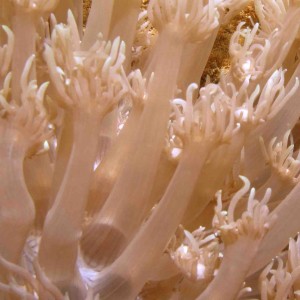 Macro soft coral