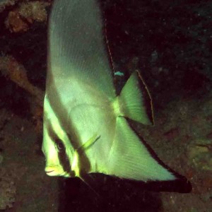 Juvinile Golden spadefish