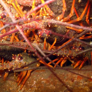 Cray Nest, Welington Harbour