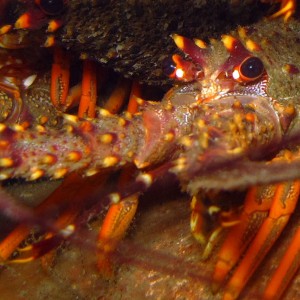 Crayfish close up