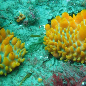 Sponges Rocky Bay