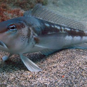 Blue Cod Rocky Bay