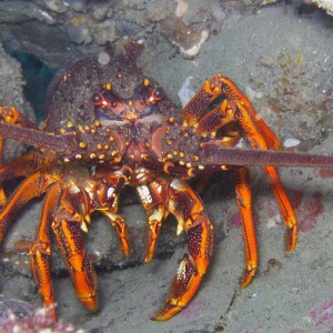 Crayfish Owhiro Bay