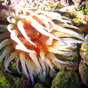 Sea anemone Owhiro Bay