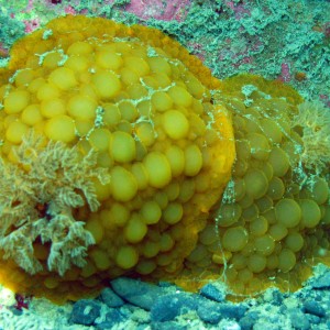 Wellington Nudi (Archidoris Wellingtonensis)