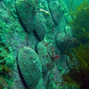 Paua (abalone) Wellington South Coast