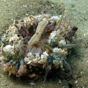 Sea anemone eating crab Wellington Harbour