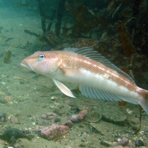 Blue Cod Wellington Harbour