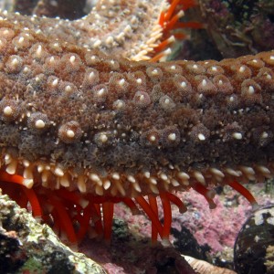 macro starfish