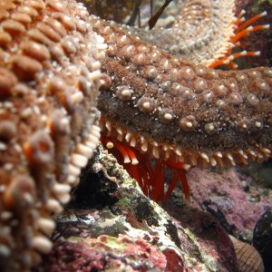 macro starfish