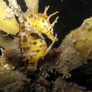 juvenile leatherjacket and juv pot bellied seahorse