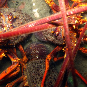 Crayfish close up