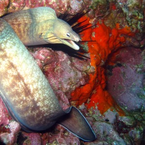 Moray Eel