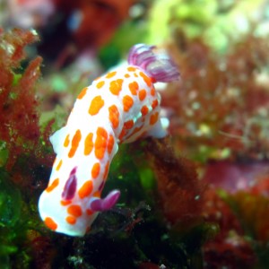 Clown Nudibranch