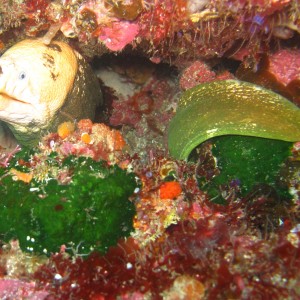 Moray Eel