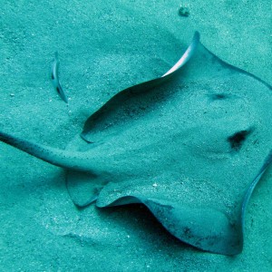 short tailed stingray