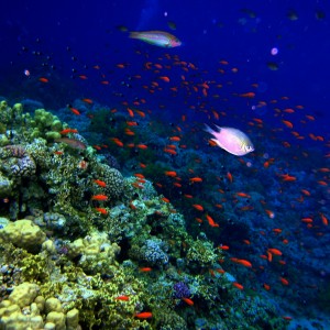 Ras Nasrani Reef