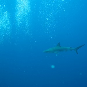 Reef Shark