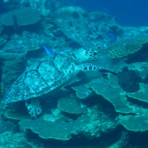 Hawksbill Turtle 1