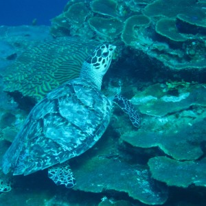 Hawksbill Turtle 2