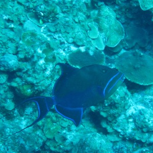 Queen Triggerfish