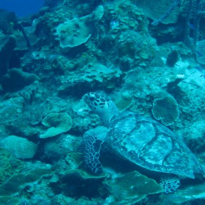 Hawksbill Turtle 3